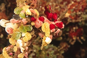 Images Dated 31st August 2007: Colorful Tunicates, Tulamben, North Bali, Indonesia