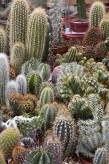 Images Dated 6th September 2007: A colorful variety of cactus at the Bloemenmarket