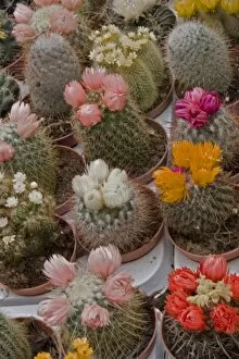 A colorful variety of cactus in bloom at the Bloemenmarket