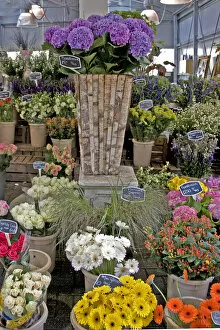 A colorful variety of flowers at the Bloemenmarket