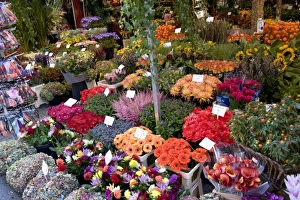 Images Dated 6th September 2007: A colorful variety of flowers at the Bloemenmarket