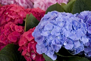 Images Dated 6th September 2007: A colorful variety of flowers at the Bloemenmarket