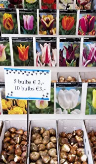 A colorful variety of tulip bulbs at the Bloemenmarket