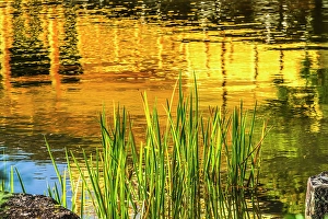 Images Dated 6th February 2024: Colorful water reflection, Kinkaku-Ji (Rokuon-Ji) golden pavilion