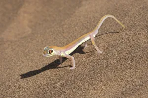 Images Dated 4th August 2016: Colorful Web-footed or Palmatogecko gecko, Pachydactylus rangei, is nocturnal