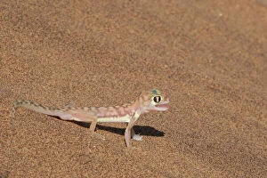 Africa Gallery: Colorful Web-footed or Palmatogecko gecko, Pachydactylus rangei, is nocturnal