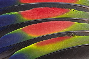 Fanned Out Prints: Colorful Wing Feathers of the Amazon Parrot