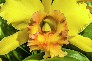 Horticulture Prints: Colorful yellow cattleya terrestrial orchid flower, Honolulu, Hawaii
