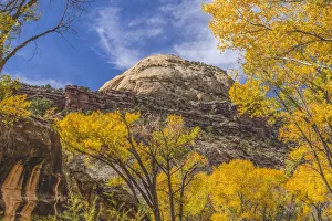 Needles District Prints: Colorful yellow cottonwood trees, Canyonlands National Park, Needles District, Utah