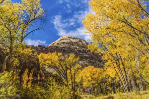 Colorful yellow cottonwood trees, Canyonlands National Park, Needles District, Utah