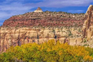 Needles District Prints: Colorful yellow cottonwood trees White Red Mountain Autumn, Canyonlands National Park