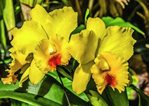 Horticulture Prints: Colorful yellow red cattleya terrestrial orchid flower, Honolulu, Hawaii