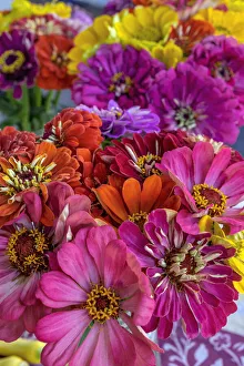 Images Dated 22nd January 2021: Colorful Zinnias