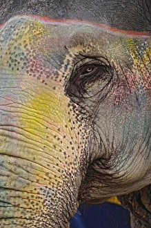 Decorated Prints: Colorfully decorated elephant, Amber Fort, Jaipur, India