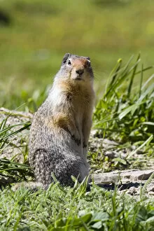 Columbia Ground Squirrel in Glacier National Park, Montana