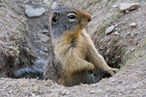 Images Dated 22nd July 2015: Columbia Ground Squirrel, Rogers Pass, Glacier National Park, British Columbia, Canada