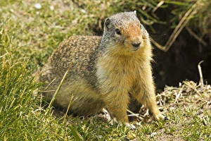Columbia Ground Squirrel, Rogers Pass, Glacier National Park, British Columbia, Canada