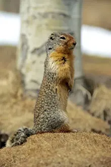Lookout Prints: Columbia Ground Squirrel (Urocitellus columbianus) in early spring