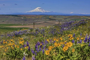 Columbia Hills State Park, Dallesport, Washington. Field of Wildflowers, Klickitat Valley