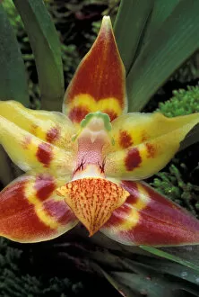 Images Dated 29th August 2003: Columbia. Orchid (Huntleya gustavii)