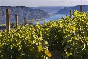 Images Dated 9th October 2005: Columbia River seen from White Heron Winery and Vineyards in the Columbia Valley
