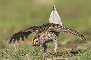Lekking Prints: Columbia sharp-tailed grouse courtship display, western prairie, Colorado, USA