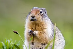 Images Dated 6th July 2005: Columbian Ground Squirrel in Glacier National Park in Montana