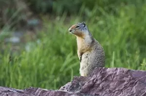 Images Dated 20th July 2007: Columbian Ground Squirrel, Spermophilus columbianus, Glacier National Park, Montana