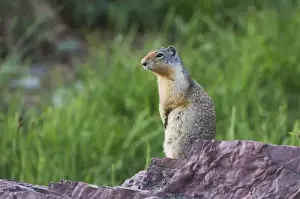 Squirrel Prints: Columbian Ground Squirrel, Spermophilus columbianus, Glacier National Park, Montana