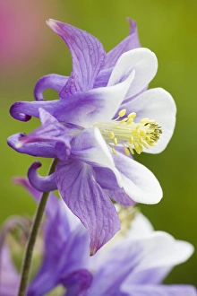 Macrophotography Prints: Columbine flower close-up in garden