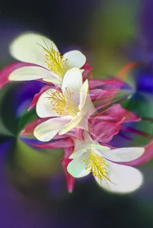 Columbine Prints: Columbine flower, Colorado