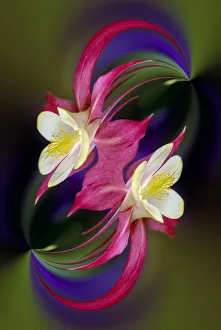 Images Dated 30th December 2021: Columbine flower, Colorado