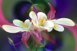 Images Dated 30th December 2021: Columbine flower, Colorado