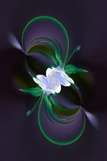 Images Dated 30th December 2021: Columbine flower, Colorado