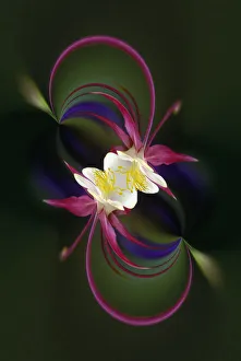 Images Dated 30th December 2021: Columbine flower, Colorado