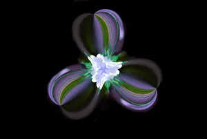 Columbine Flower, Colorado
