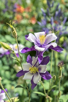 Images Dated 13th May 2015: Columbine flowers, USA