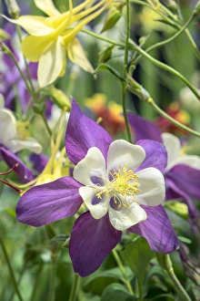 Images Dated 13th May 2015: Columbine flowers, USA
