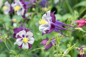 Images Dated 11th May 2015: Columbine flowers, USA