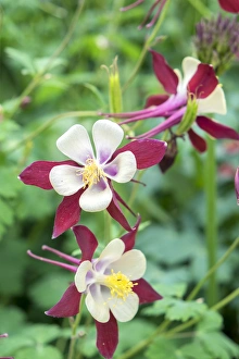 Images Dated 11th May 2015: Columbine flowers, USA