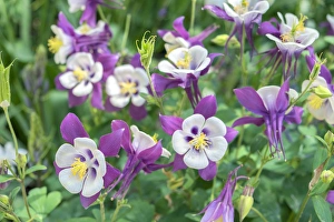 Columbine flowers, USA