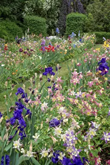 Columbine and Iris garden, Schreiner Iris Gardens, Salem, Oregon