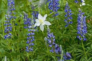 Alta Prints: Columbine and Lupine, Albion Basin, Alta, Utah, Uinta Wasatch Cache National Forest