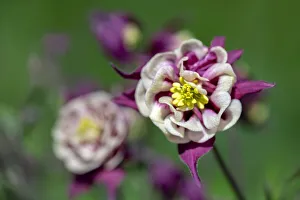 Columbine, USA