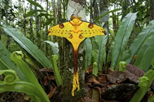 Rainforest Prints: Comet Moth (Argema mittrei), Madagascar Comet Moth (Argema mittrei), Madagascar