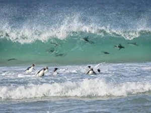 Diving Prints: Coming ashore on Saunders Island. Rockhopper Penguin, subspecies Southern Rockhopper