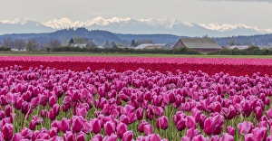 Images Dated 6th April 2016: Commercial tulip field in bloom in spring in the Skagit Valley, Washington, USA
