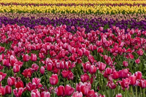 Images Dated 6th April 2016: Commercial tulip field in bloom in spring in the Skagit Valley, Washington, USA