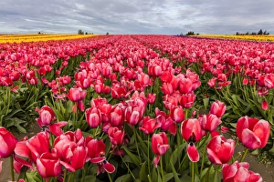 Images Dated 6th April 2016: Commercial tulip field in bloom in spring in the Skagit Valley, Washington, USA