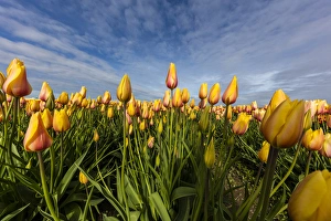 Images Dated 6th April 2016: Commercial tulip field in bloom in spring in the Skagit Valley, Washington, USA
